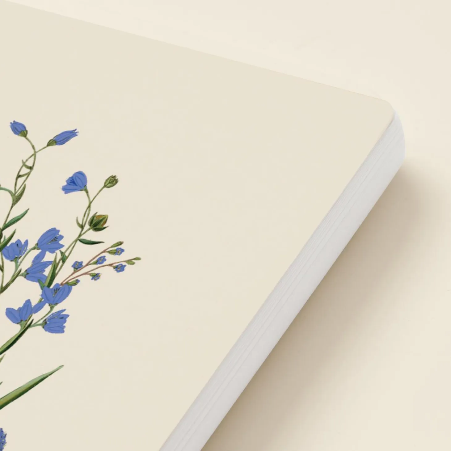 Cornflower