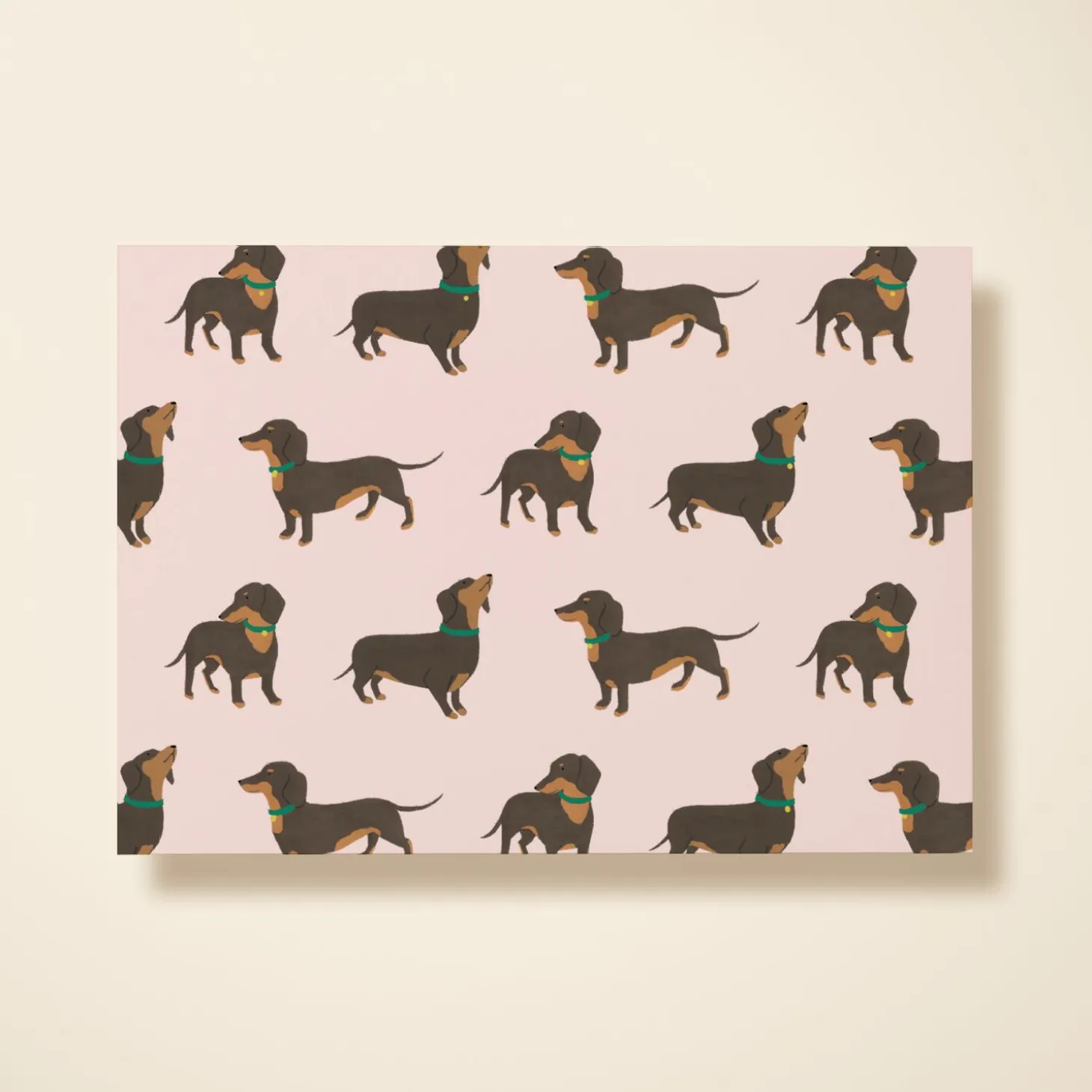 Dachshund
