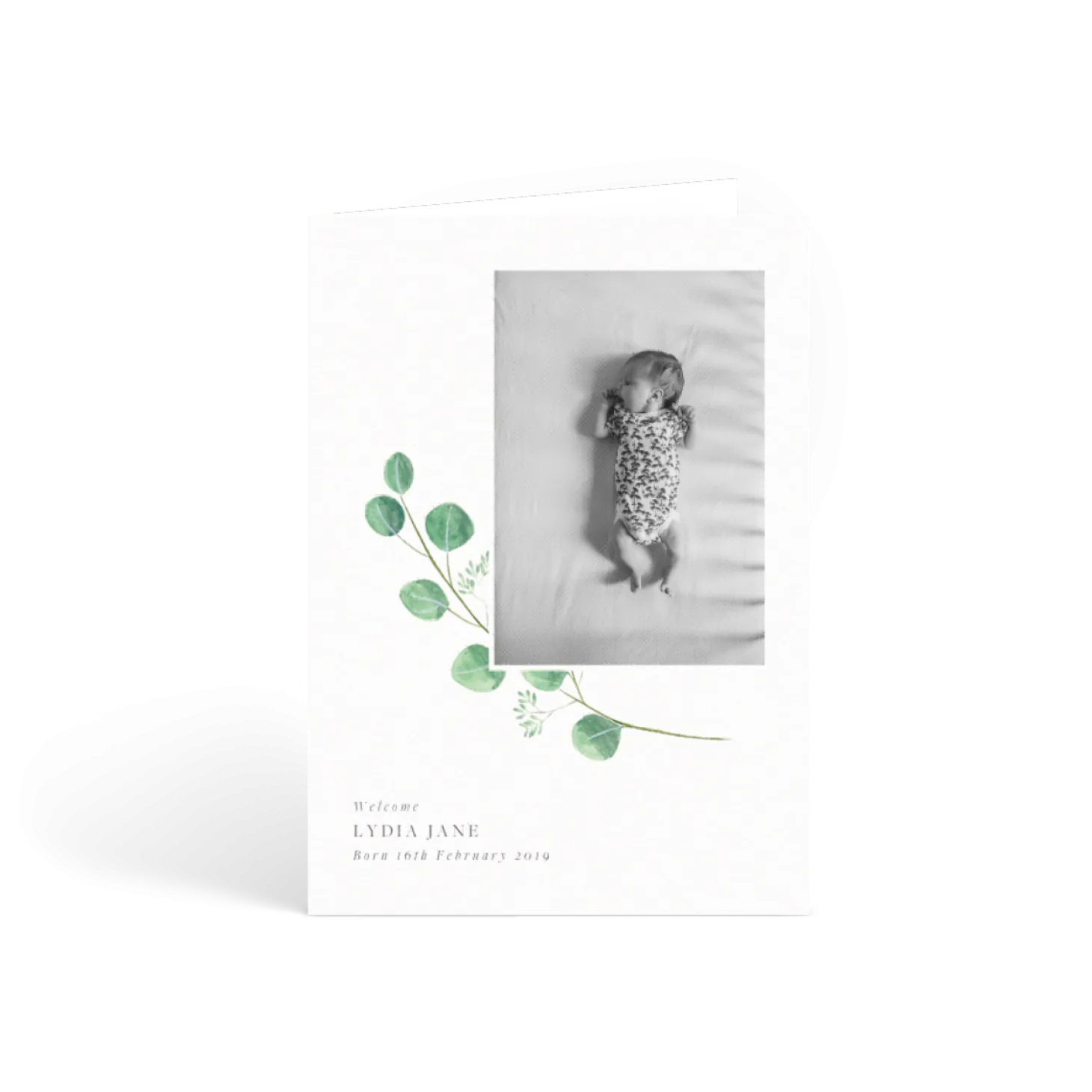 Eucalyptus