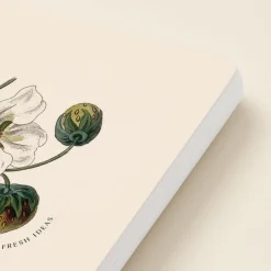 Strawberry Blossom