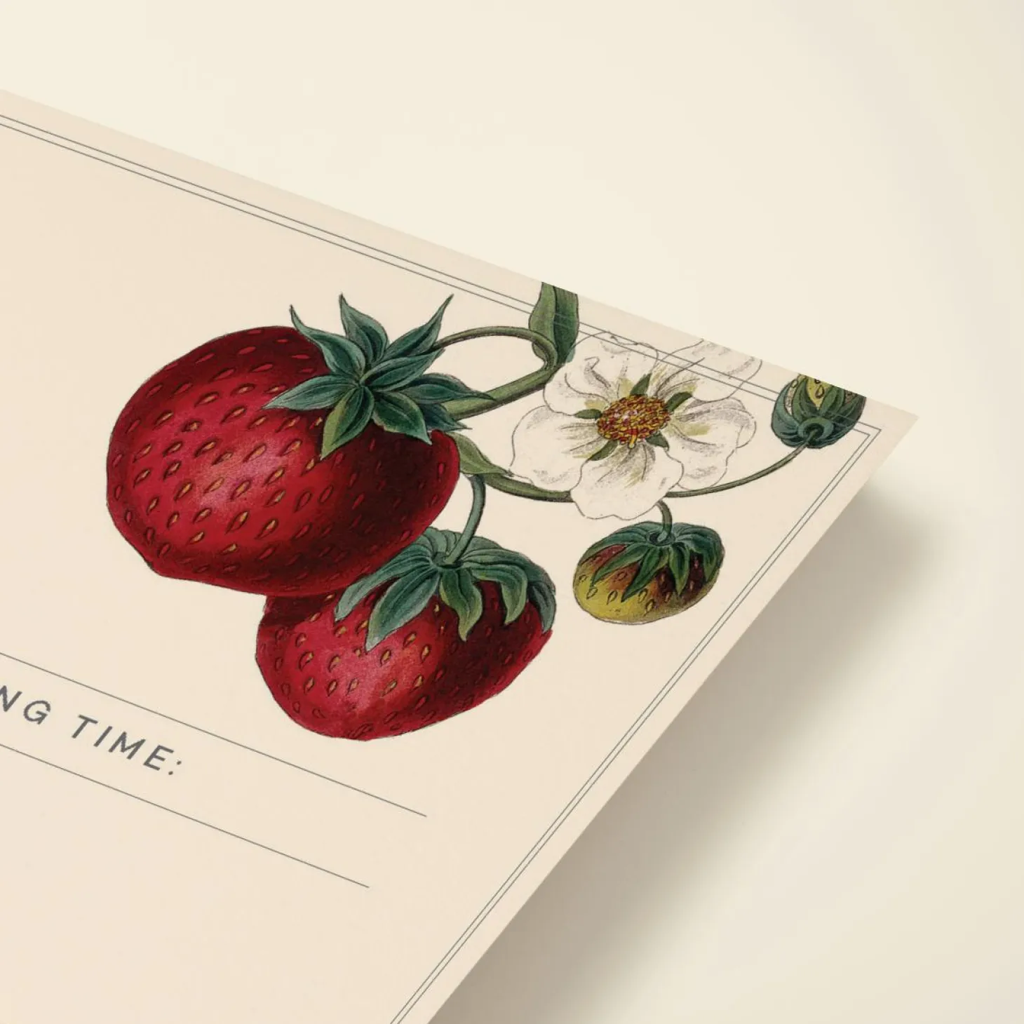 Strawberry Blossom